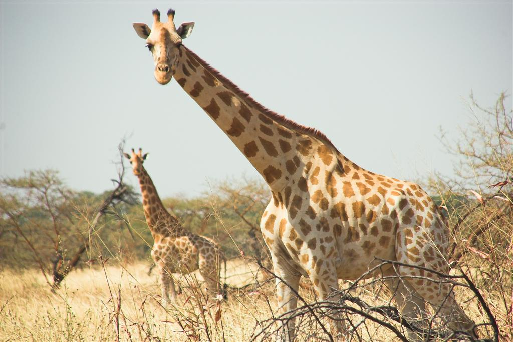 Go on a Wildlife Safari in Waza National Park